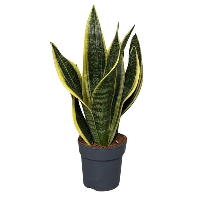 <h4>Sansevieria trif. Futura Superba</h4>
