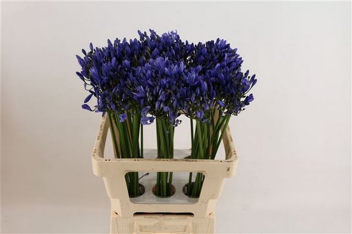 <h4>Agapanthus Uri African Roots</h4>