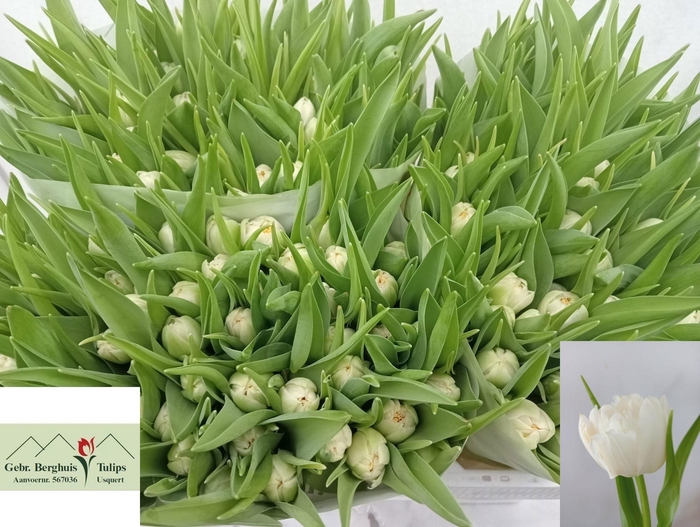 <h4>TU DU NORTHCAP</h4>