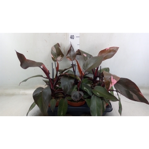 Philodendron   ...