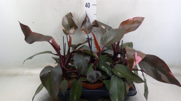 <h4>Philodendron   ...</h4>