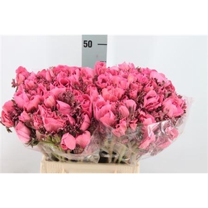 Anemone Poeder Kirsch