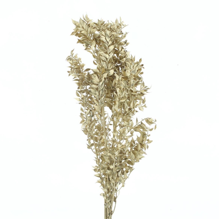 <h4>Pres Ruscus Antique Gold (5 Stems P Bunch)</h4>