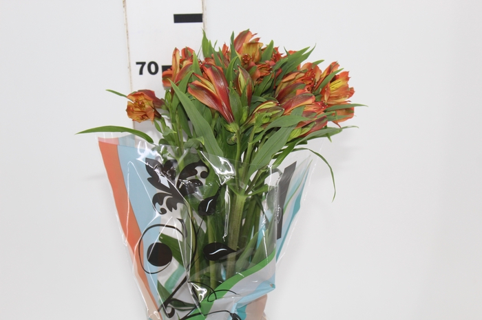 <h4>ALSTROEMERIA CHEERIO 070 CM</h4>