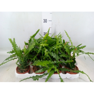 Epiphyllum anguliger