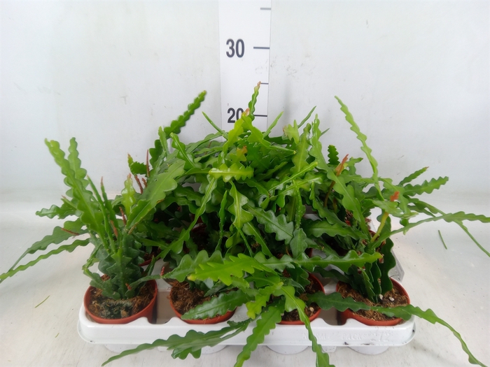 <h4>Epiphyllum anguliger</h4>