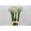 Allium White Giant
