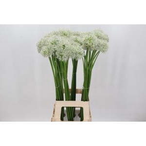 Allium White Giant