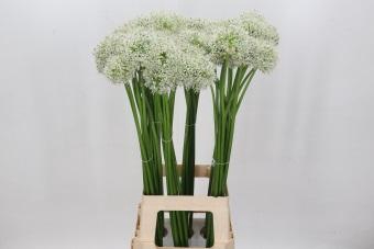 <h4>Allium White Giant</h4>