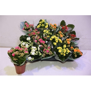 arr8 Kal Ge Ro Gem 5 Kl