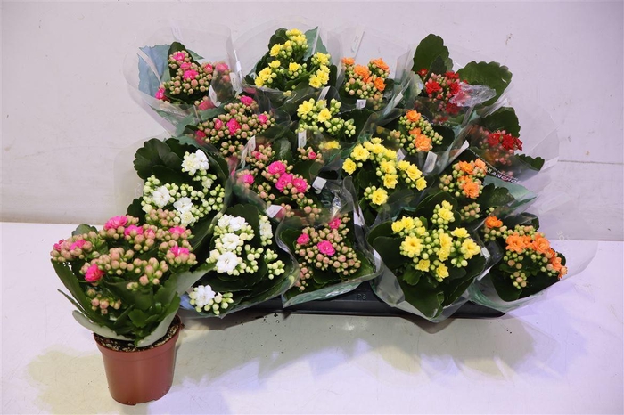 <h4>arr8 Kal Ge Ro Gem 5 Kl</h4>