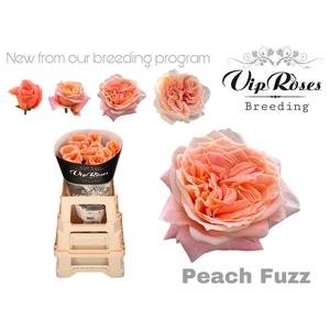 R Gr Peach Fuzz