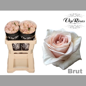 R GR BRUT! x20