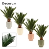 Cycas Revoluta 12 cm Decorum, 6+ veren in Pato (Deco-collection)
