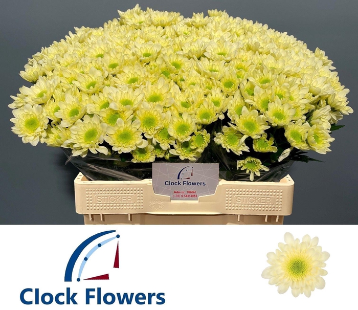 <h4>CHR T RADOST CREAM</h4>