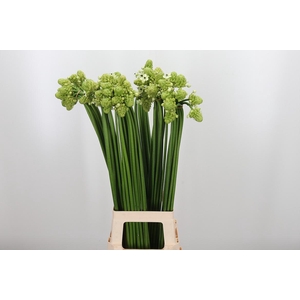 Ornithogalum Saundersiae