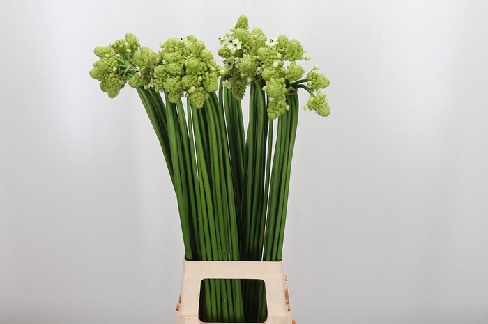 <h4>Ornithogalum Saundersiae</h4>