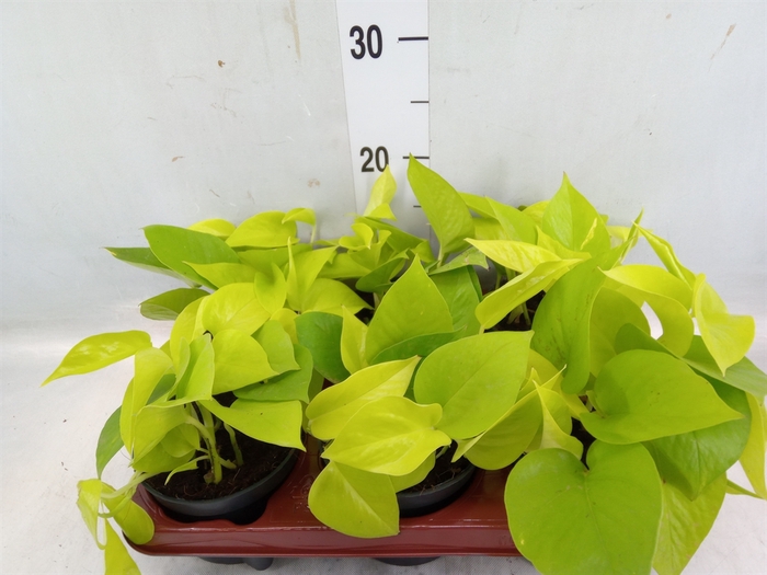 <h4>Epipremnum pinn. 'Golden Pothos'</h4>