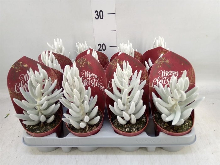 <h4>Senecio   ...</h4>