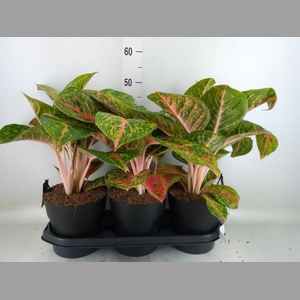 Aglaonema  'Spring Red'