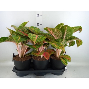 Aglaonema  'Spring Red'