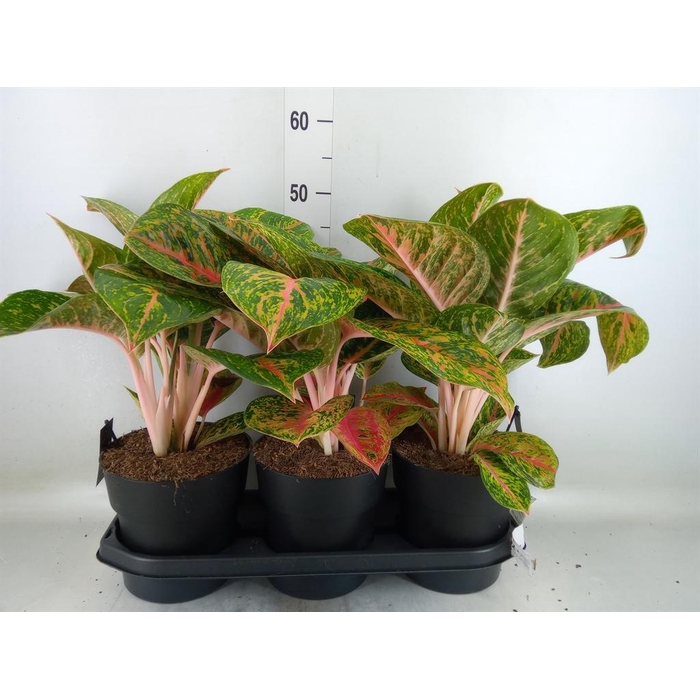 <h4>Aglaonema  'Spring Red'</h4>