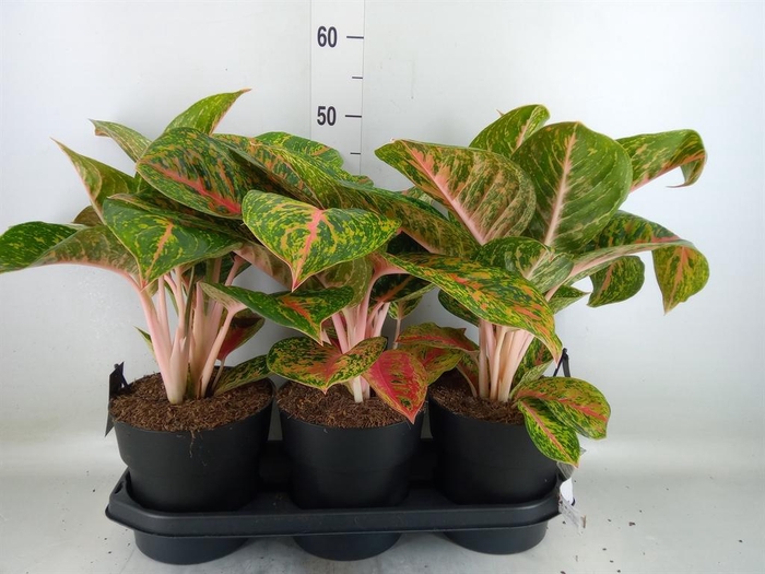 <h4>Aglaonema 'Spring Red'</h4>