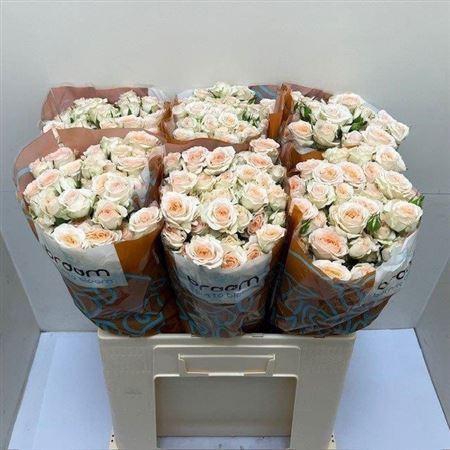 <h4>R Tr Rosanella</h4>