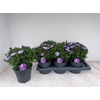 arr8 Aster D Al Purple Ro