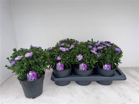 arr8 Aster D Al Purple Ro