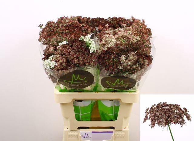 <h4>DAUCUS CAROTA DARA</h4>