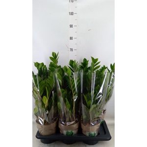 Zamioculcas zamiifolia