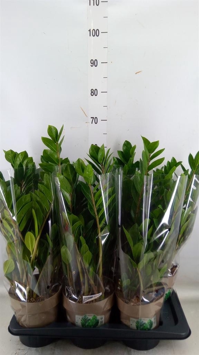 <h4>Zamioculcas zamiifolia</h4>