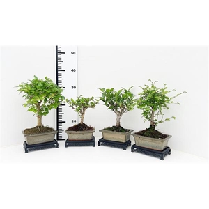 Bonsai mix, indoor, 15 cm., broom, with table