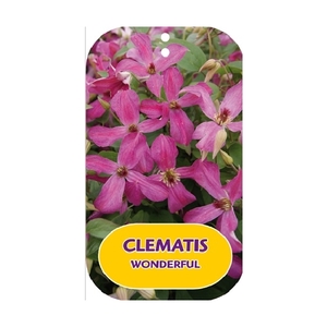 Clematis WONDERFUL 'Zo09073' PBRaf & PPaf