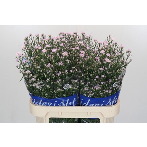 Aster Claudia