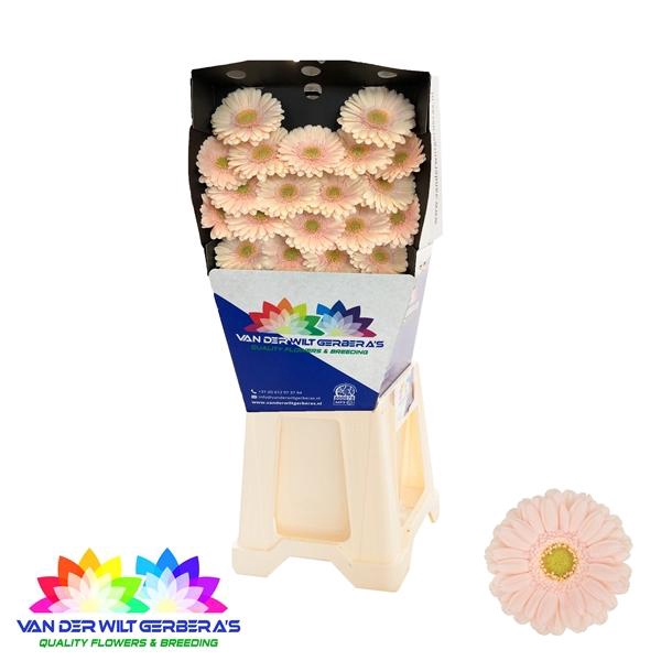 <h4>GE MI Alix Noor</h4>