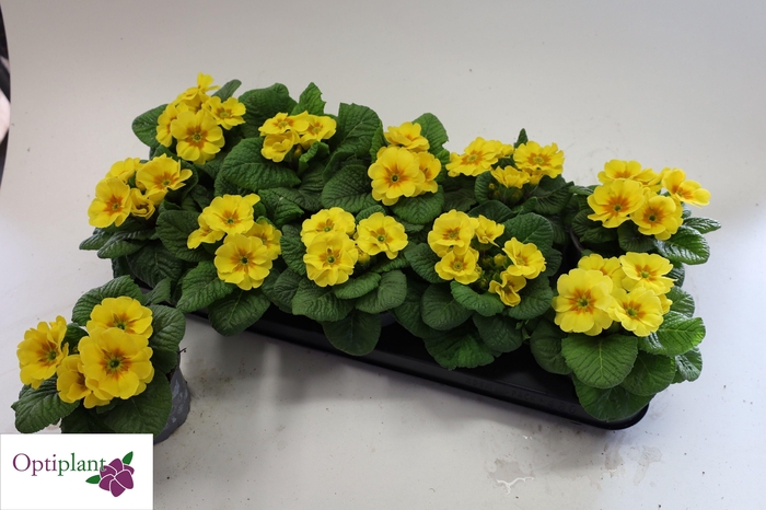 <h4>PRIM AC OVERIG</h4>