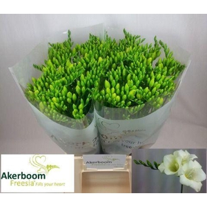 Freesia enk Wonderful White