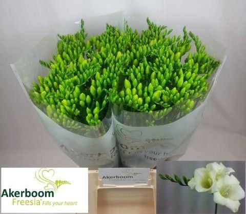 <h4>Freesia enk Wonderful White</h4>