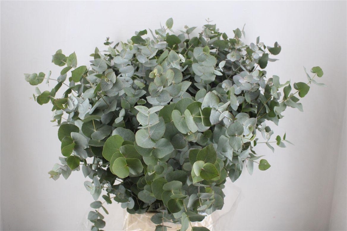 <h4>Euca Cinerea 300gr P Bunch</h4>