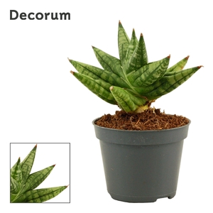 Sansevieria Rocky Crown 6 cm (Decorum)