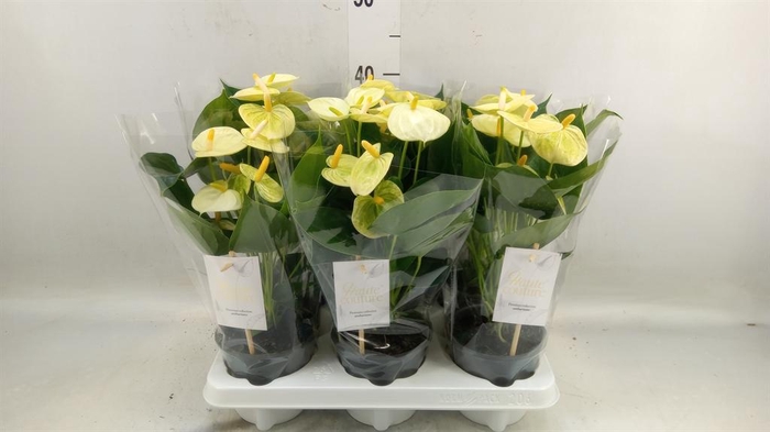 <h4>Anthurium andr. 'Vanilla'</h4>
