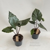 Alocasia