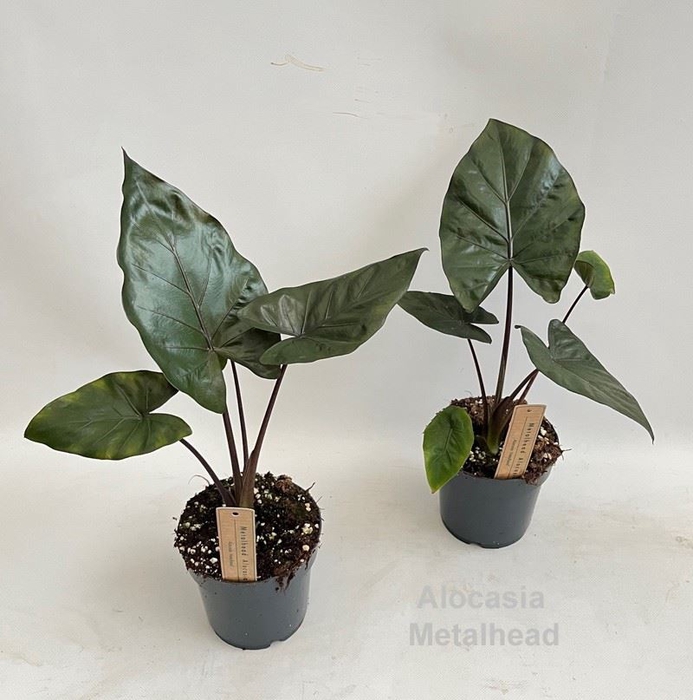 Alocasia
