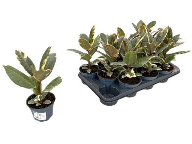 <h4>FIC EL TINEKE</h4>