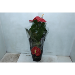 ANTHURIUM OREGON P19 VERMELHO PREMIUM
