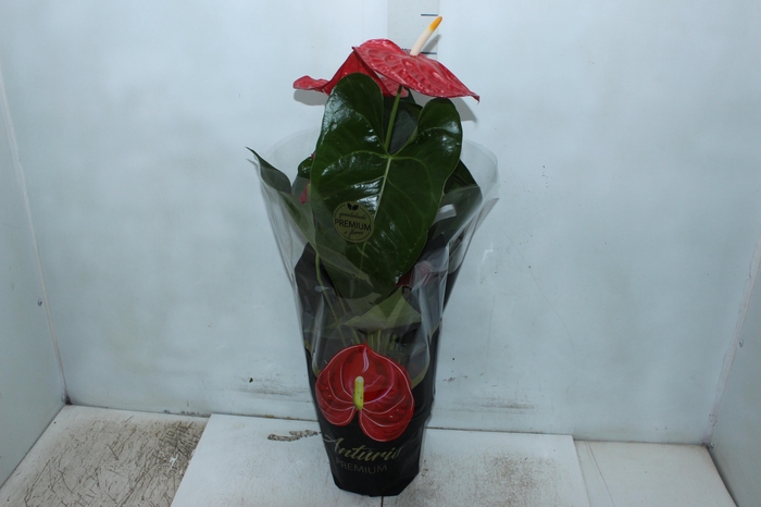<h4>ANTHURIUM OREGON P19 VERMELHO PREMIUM</h4>