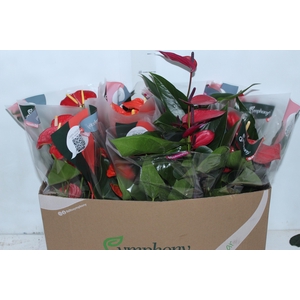 ANTHURIUM VARIADO P15
