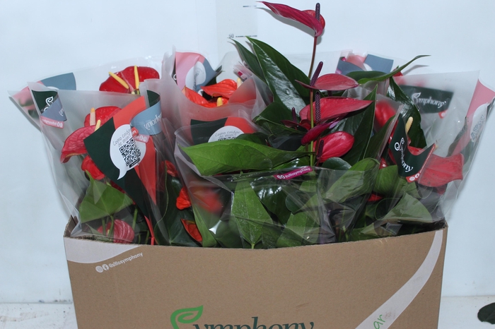<h4>ANTHURIUM VARIADO P15</h4>